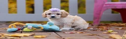 Cavachon dogs for sale: Rosie - Ad 6