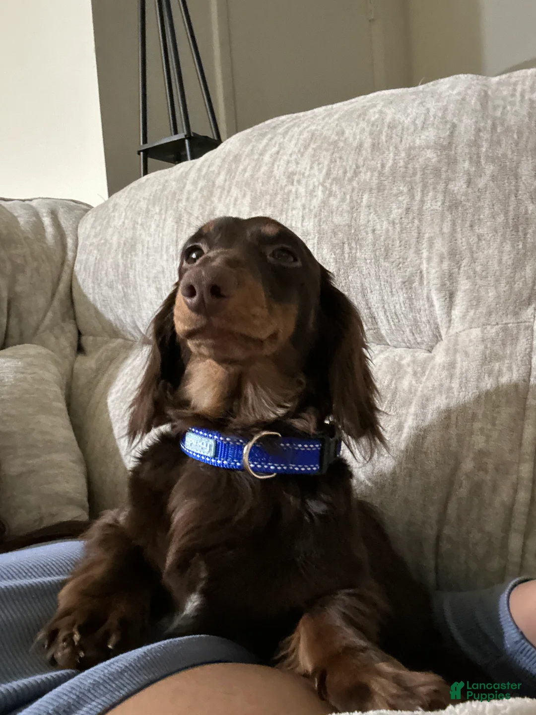 Dachshund dogs for sale: Dachshund Puppy 1 - Ad 4