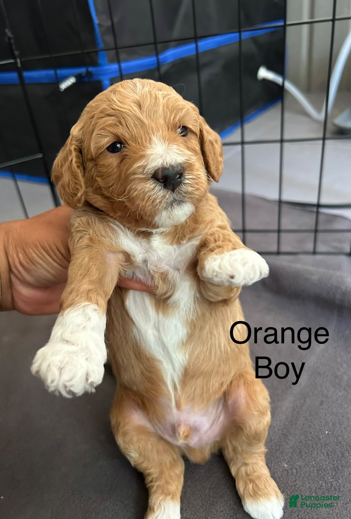 Mini Goldendoodle dogs Mini Goldendoodle Fendi - Ad 42