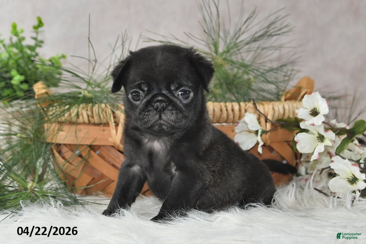 Pug dogs Gordon - Ad 1