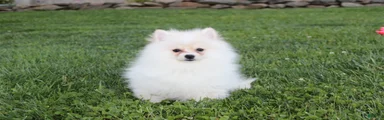 Charlie 
