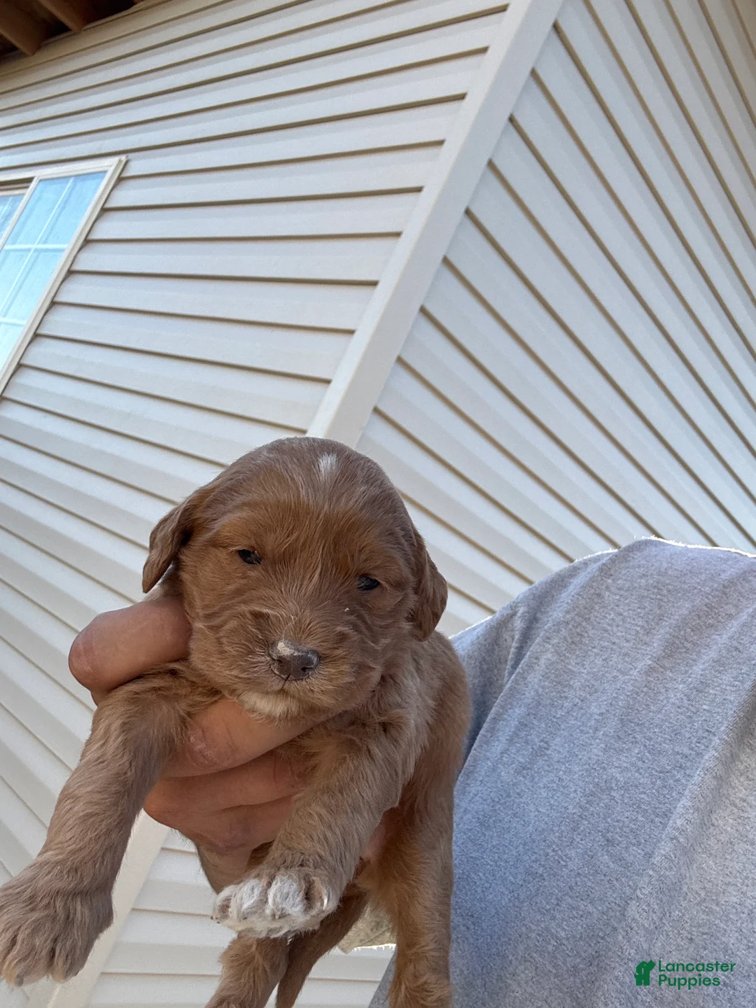 Goldendoodle dogs for sale: Goldendoodle Puppy 7 - Ad 1