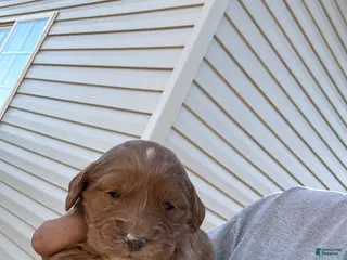 Goldendoodle dogs Goldendoodle Puppy 7 - Ad 7