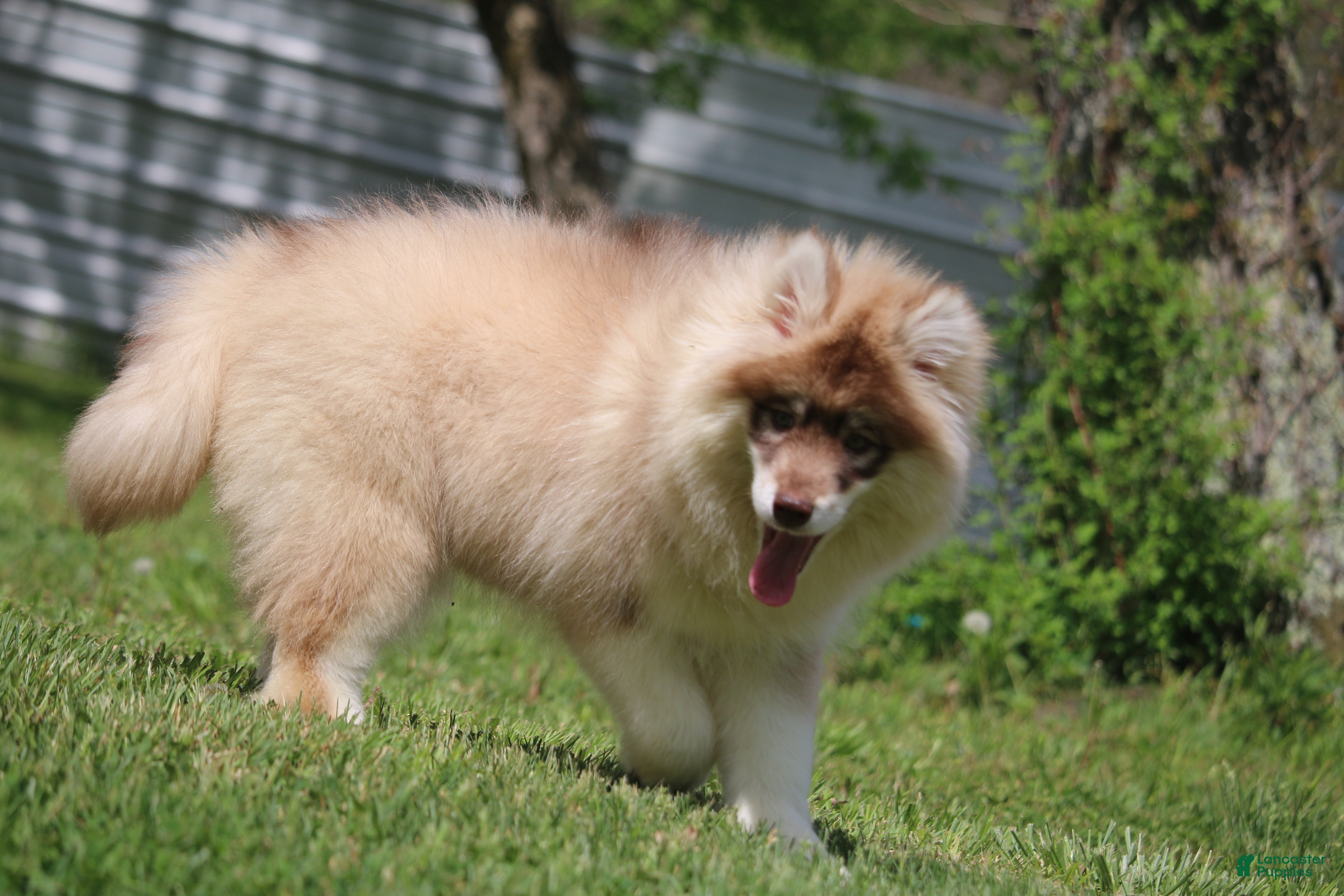 Pomsky dogs Jodee  - Ad 2