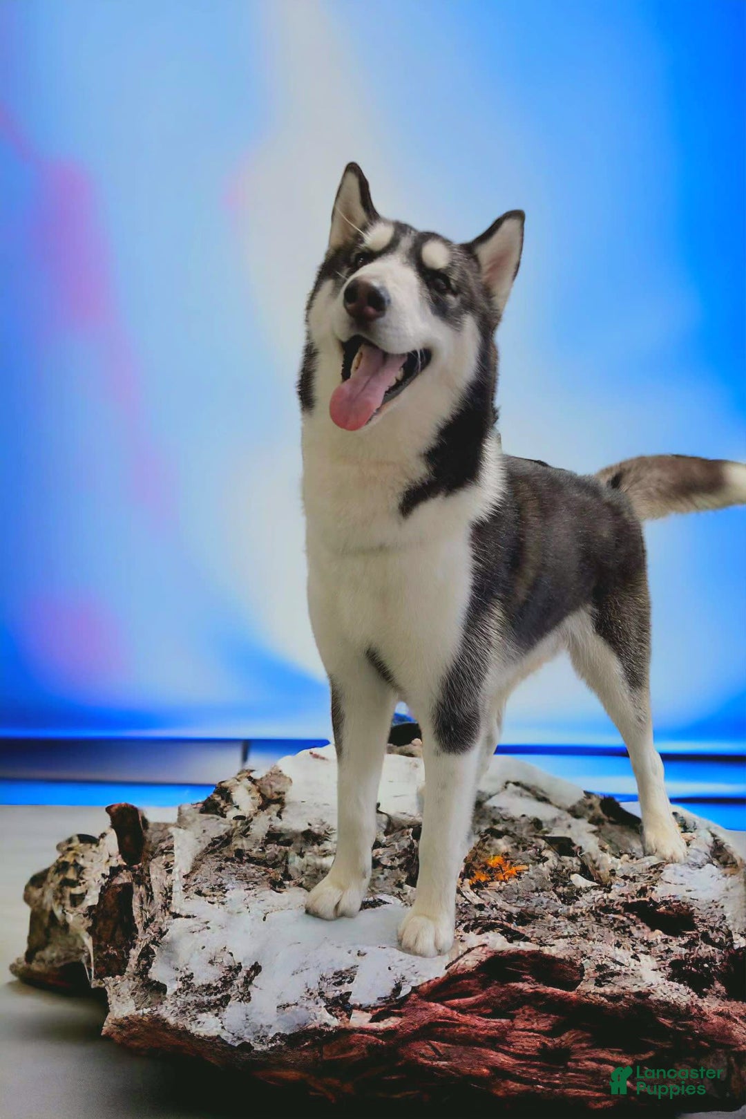 Gallery Image {{count}}