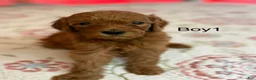 Goldendoodle dogs for sale: Goldendoodle Puppy 1 - Ad 1