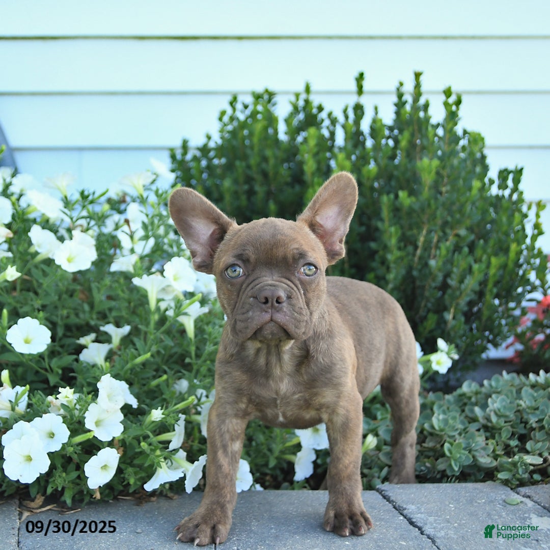 Frenchton Puppies for sale in Fort Wayne, Indiana Lancaster Puppies