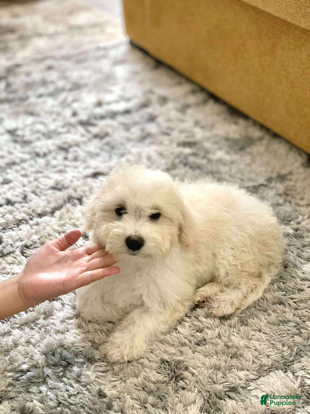 Miniature Poodle dogs for sale: Leo - Ad 9