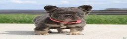 French Bulldog dogs for sale: Daisy - Ad 4
