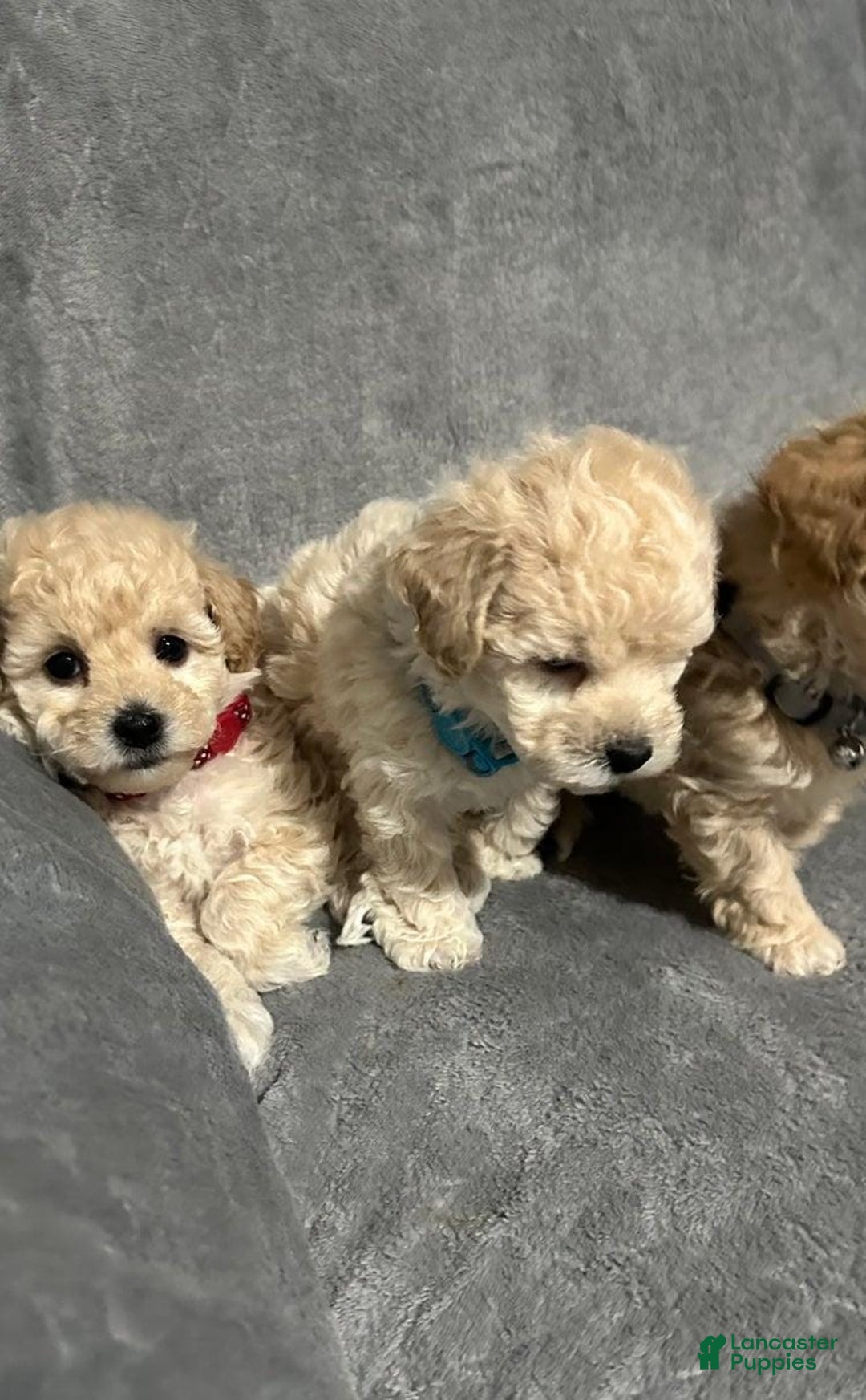 Maltipoo dogs for sale: Sam - Ad 8