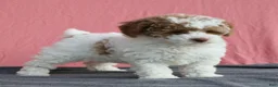 Toy Poodle dogs for sale: Evie 🦩 - Ad 15