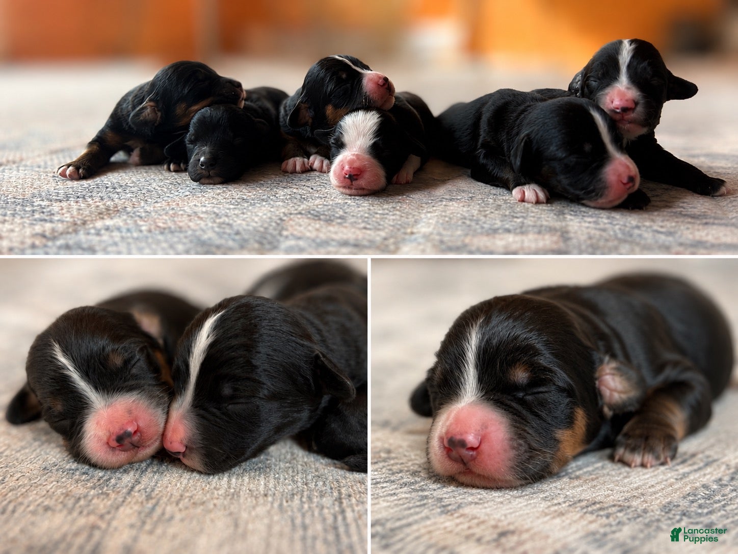 Mixed Breed dogs Waylon  - Ad 33