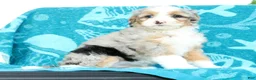Mini Bernedoodle dogs for sale: Beauty - Ad 7