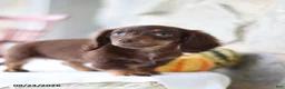 Miniature Dachshund dogs for sale: Tessa - Ad 4