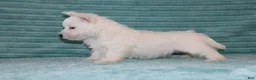 West Highland Terrier dogs for sale: Skye - Ad 4