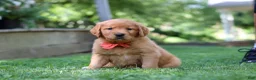 Golden Retriever dogs for sale: Scout - Ad 4