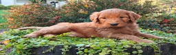 Goldendoodle dogs for sale: Moose - Ad 9