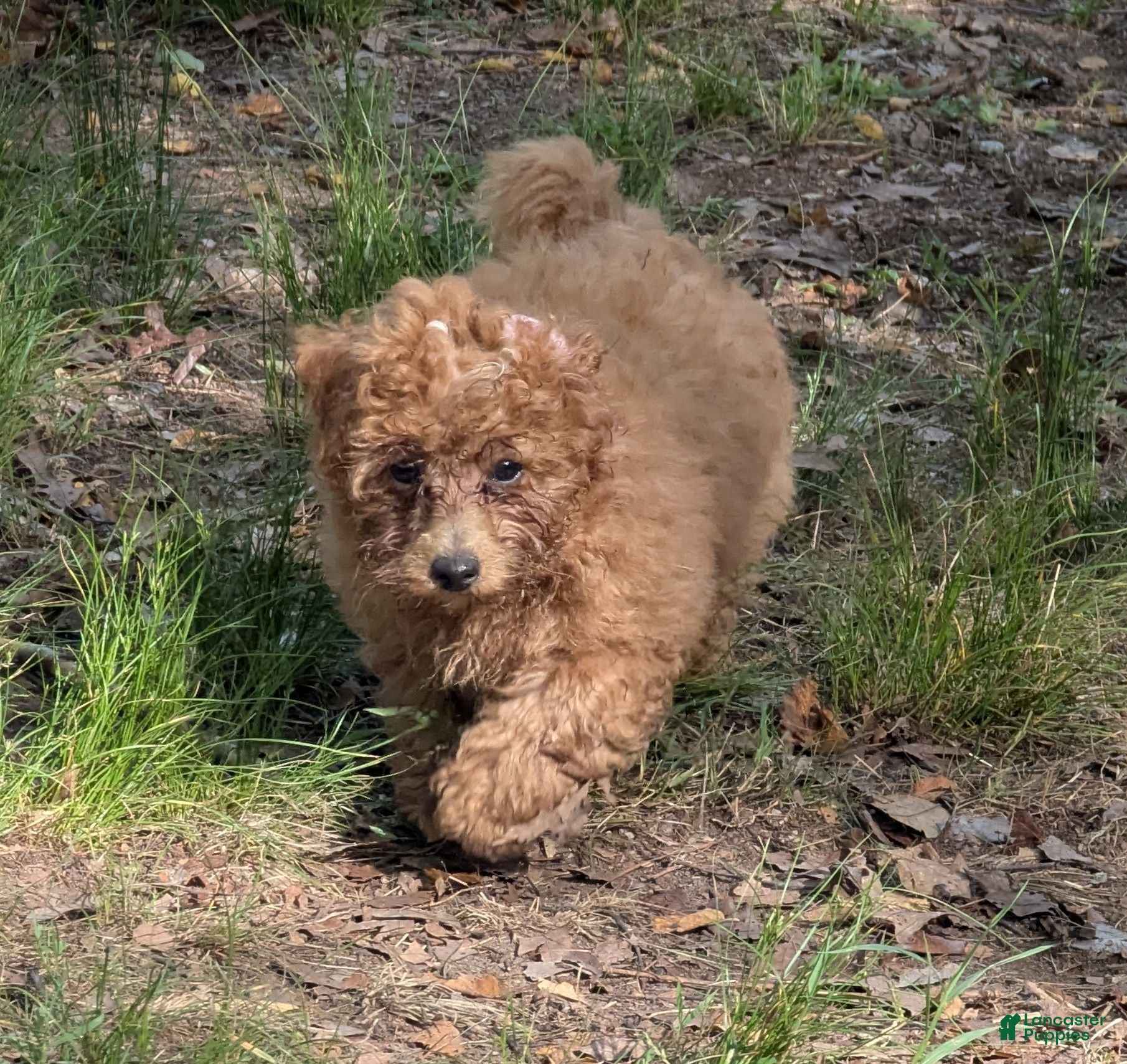 Toy Poodle dogs Toy Poodle 1 - Ad 1
