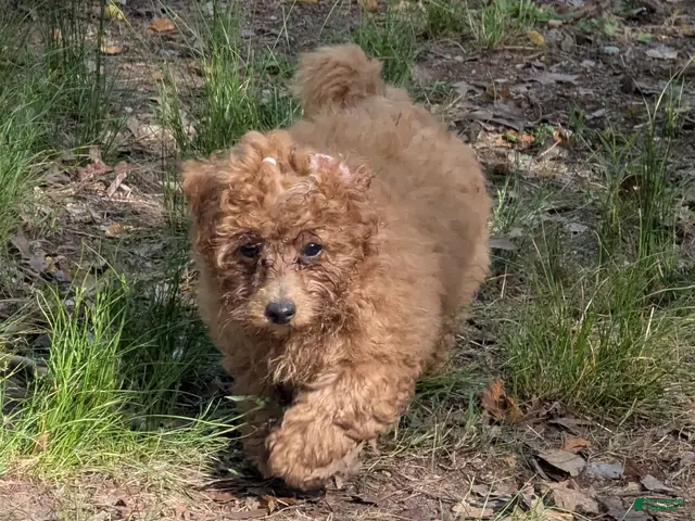 Toy Poodle dogs Toy Poodle 1 - Ad 1