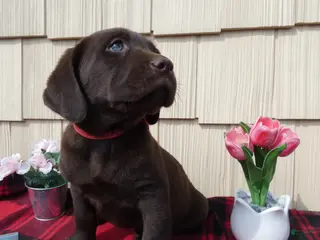 Labrador Retriever dogs for sale: Labrador Retriever Puppy 3 Carter - Ad 3