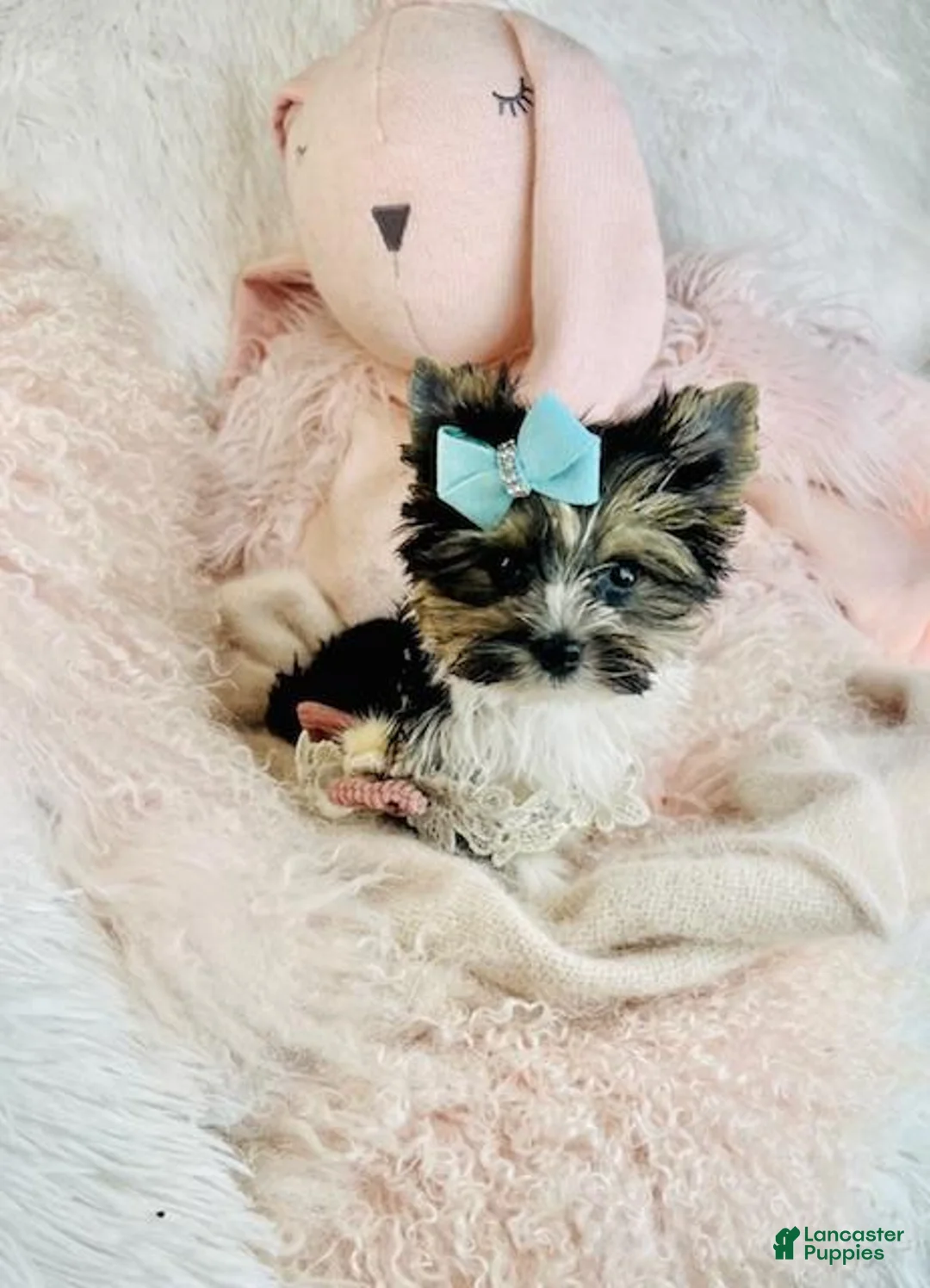 Yorkshire Terrier dogs for sale: Yorkshire Terrier Puppy 1 - Ad 4