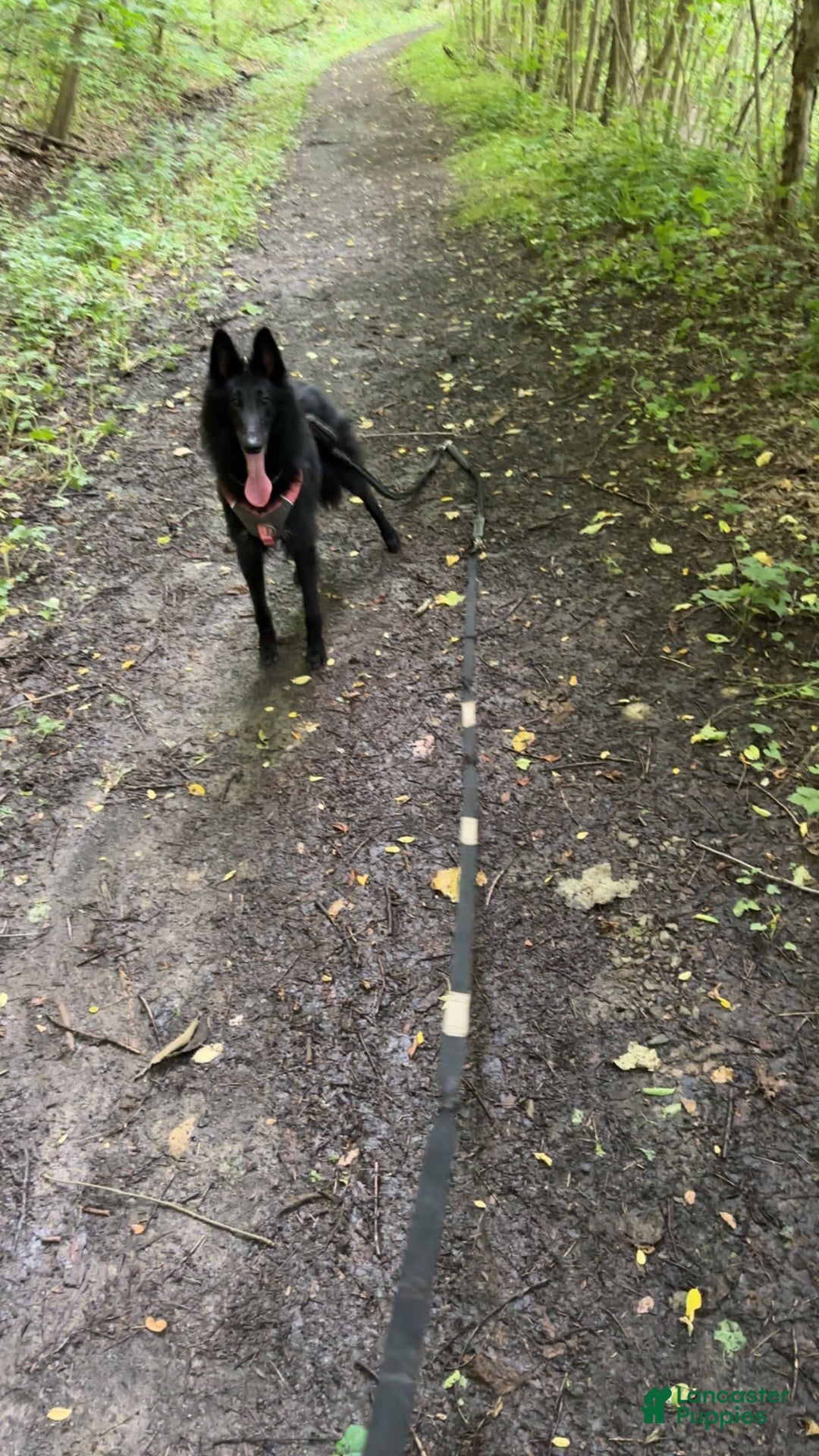 Gallery Image {{count}}