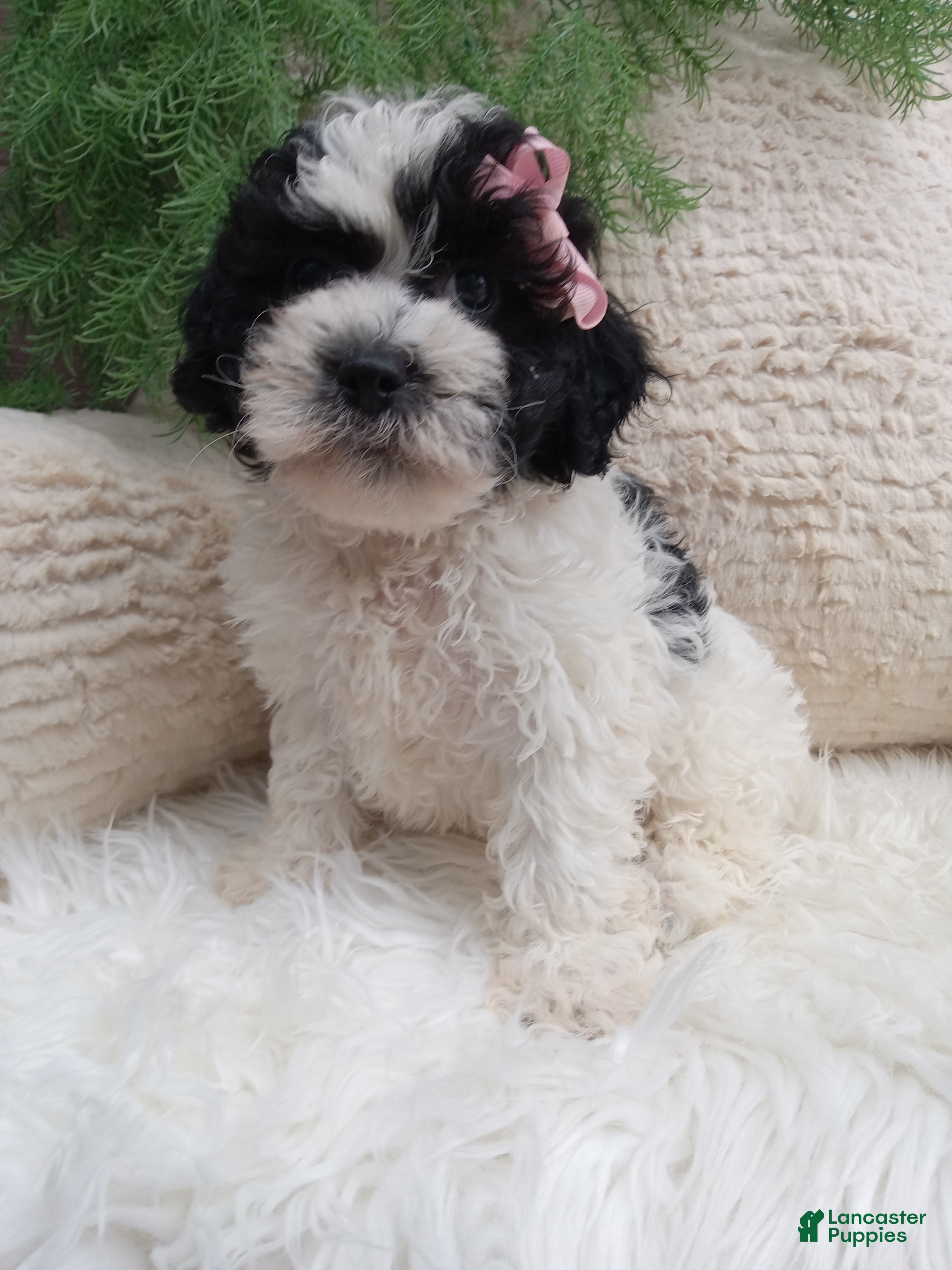 Teddy Bear dogs Molly  - Ad 1