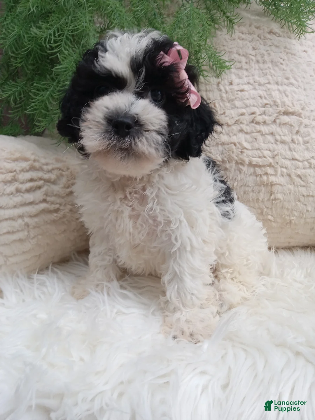 Teddy Bear dogs for sale: Molly  - Ad 1
