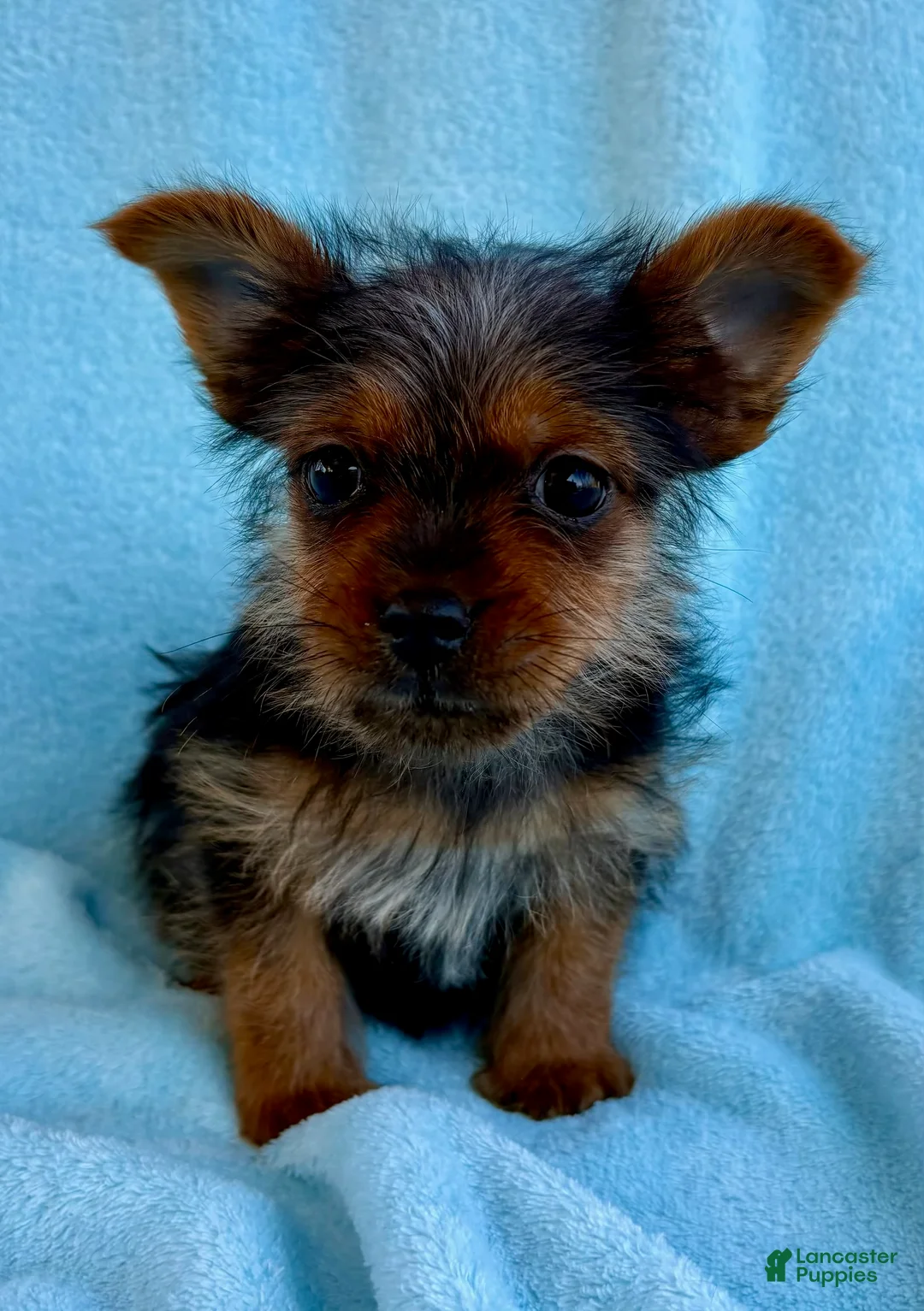 Yorkshire Terrier dogs for sale: Yorkshire Terrier Puppy 1 - Ad 1