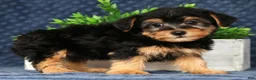 Yorkiepoo dogs for sale: Vince - Ad 3