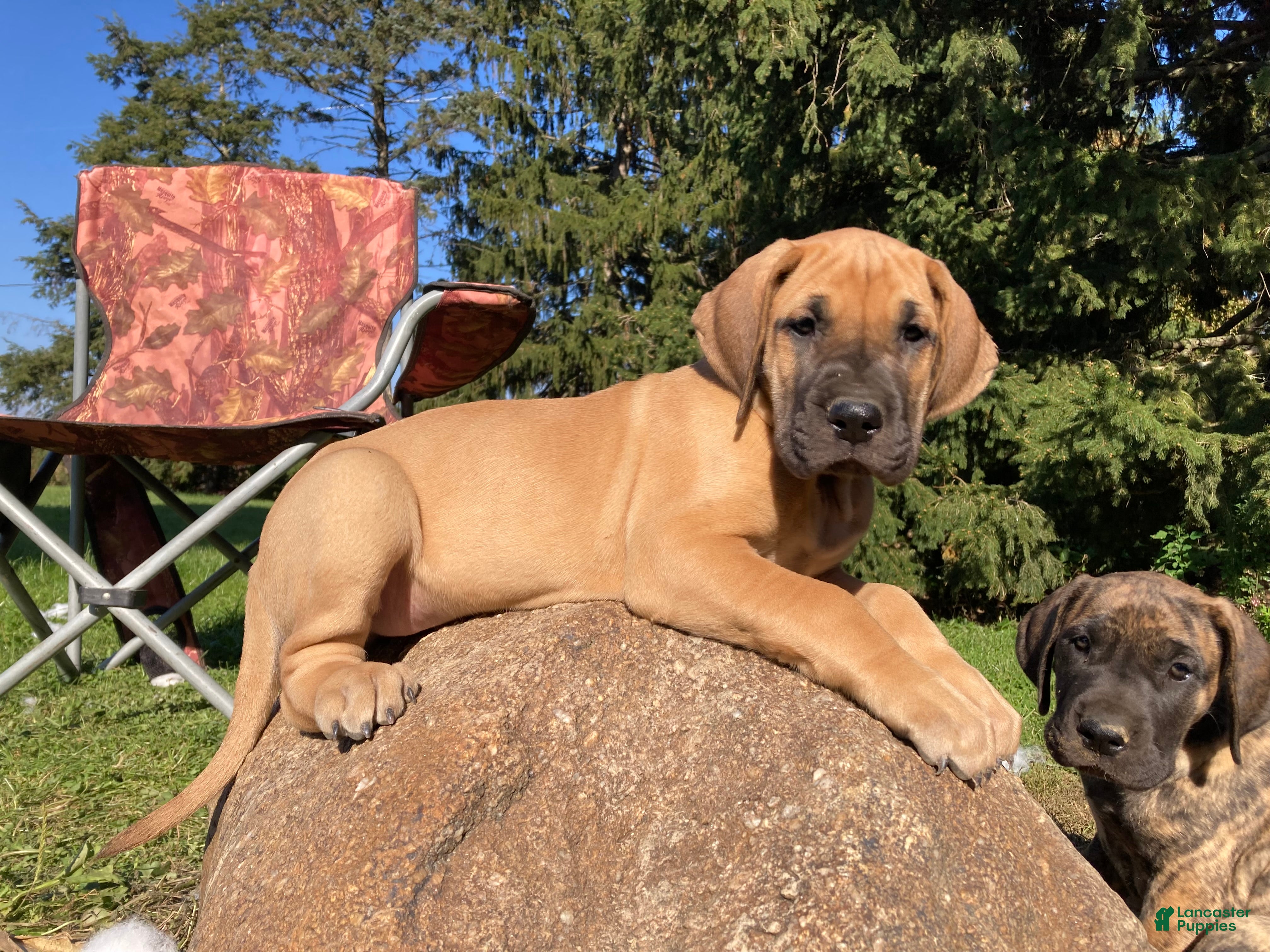 Great Dane dogs for sale: Mindy - Ad 2