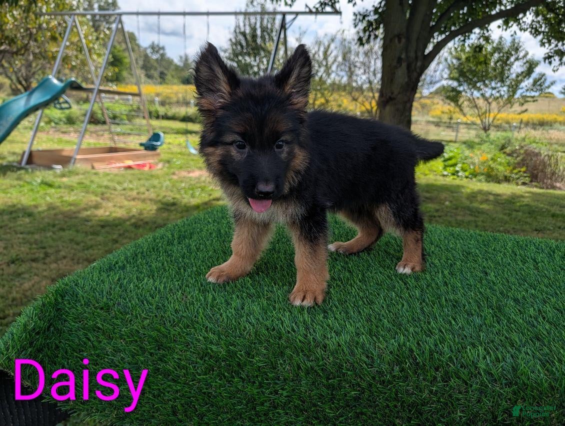 German Shepherd dogs Daisy - Ad 1