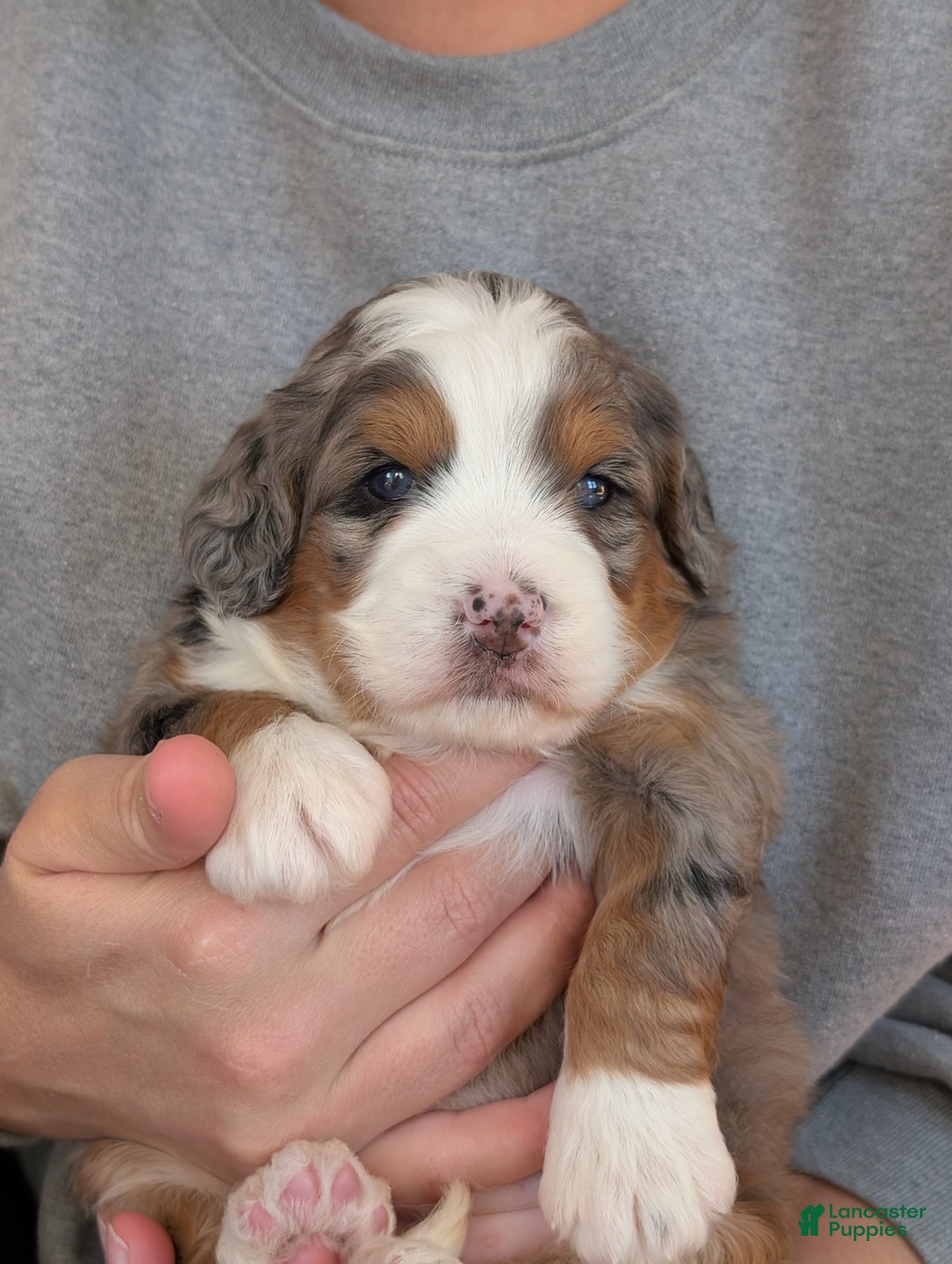 Mini Bernedoodle dogs for sale: Mini Sadie  - Ad 17