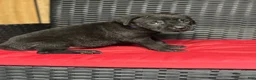 Cane Corso dogs for sale: Raven - Ad 3