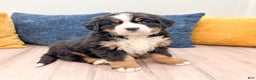 Bernese Mountain Dog dogs for sale: Cookie - Ad 3