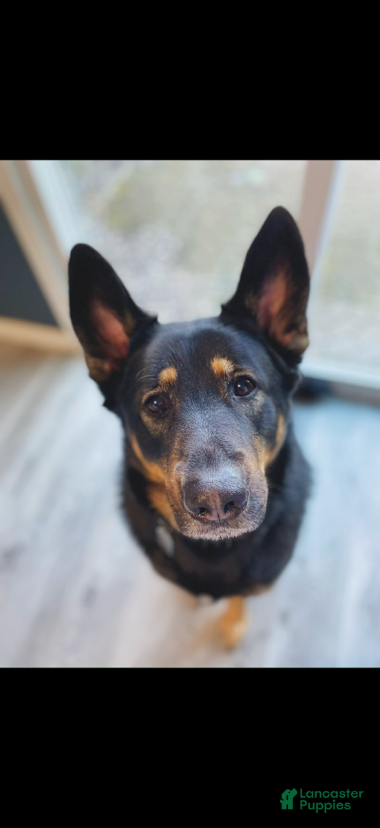 Mixed Breed dogs Mixed Breed 1 - Ad 42