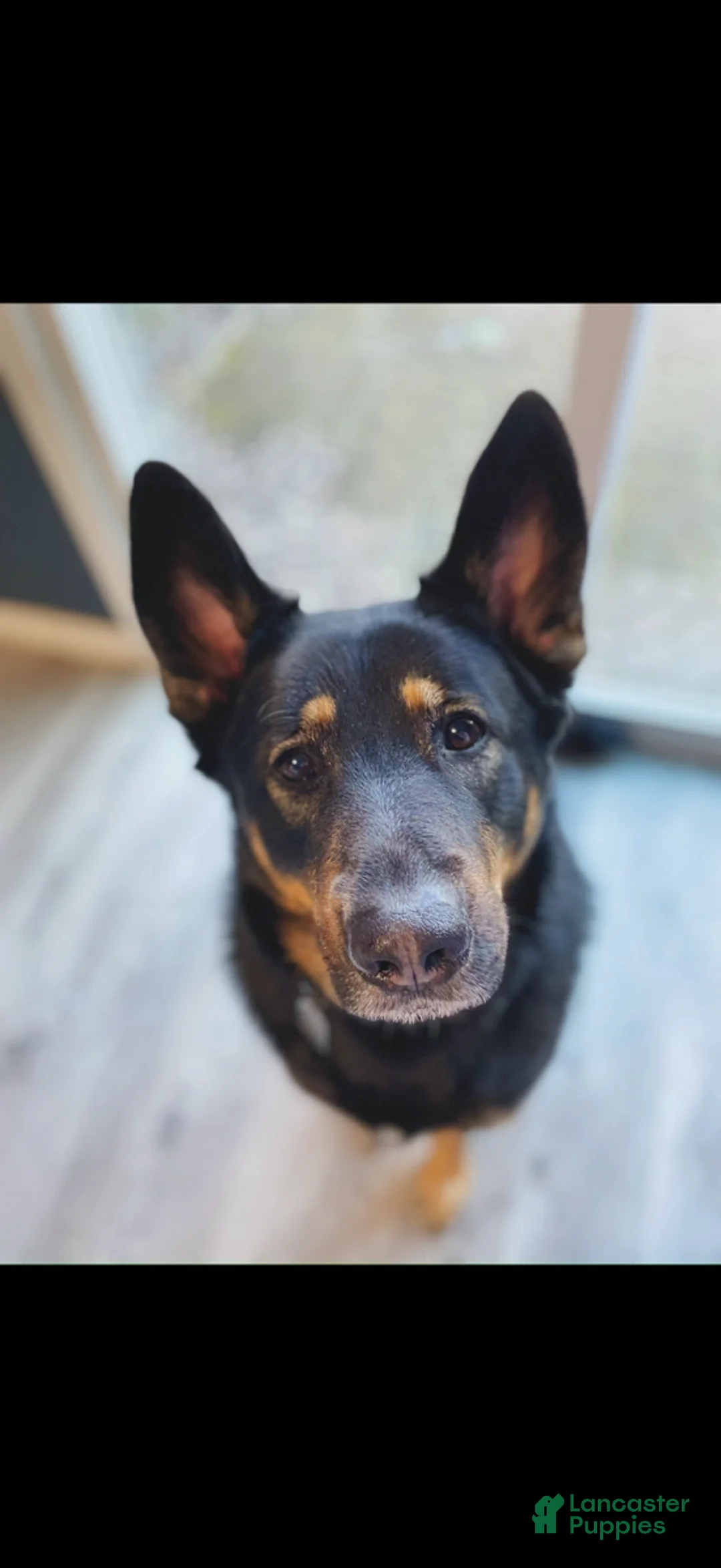 Mixed Breed dogs for sale: Mixed Breed 1 - Ad 1