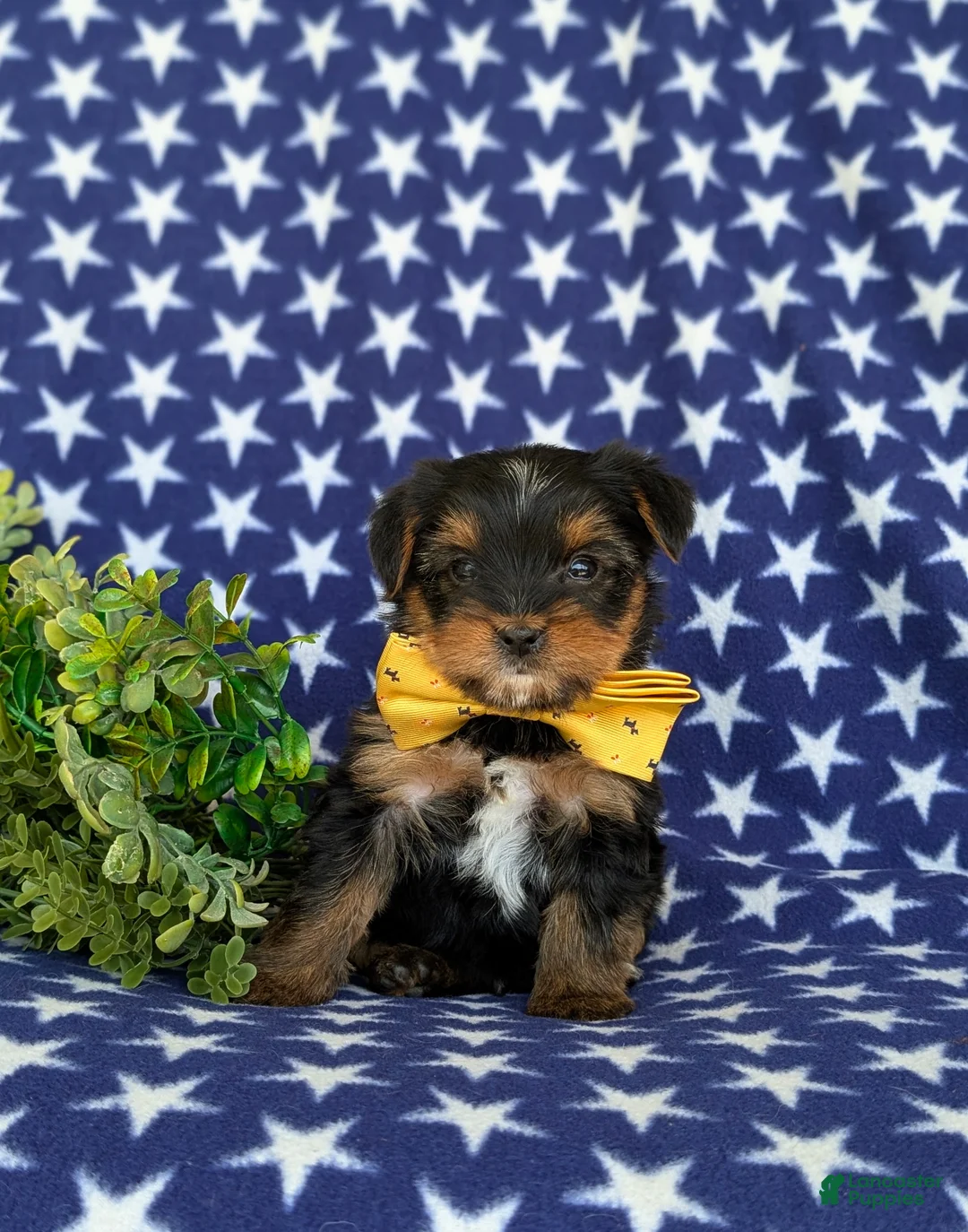Shorkie dogs for sale: Mackey Hypoallergenic - Ad 2