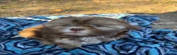 Shih Tzu dogs for sale: Bowser - Ad 2