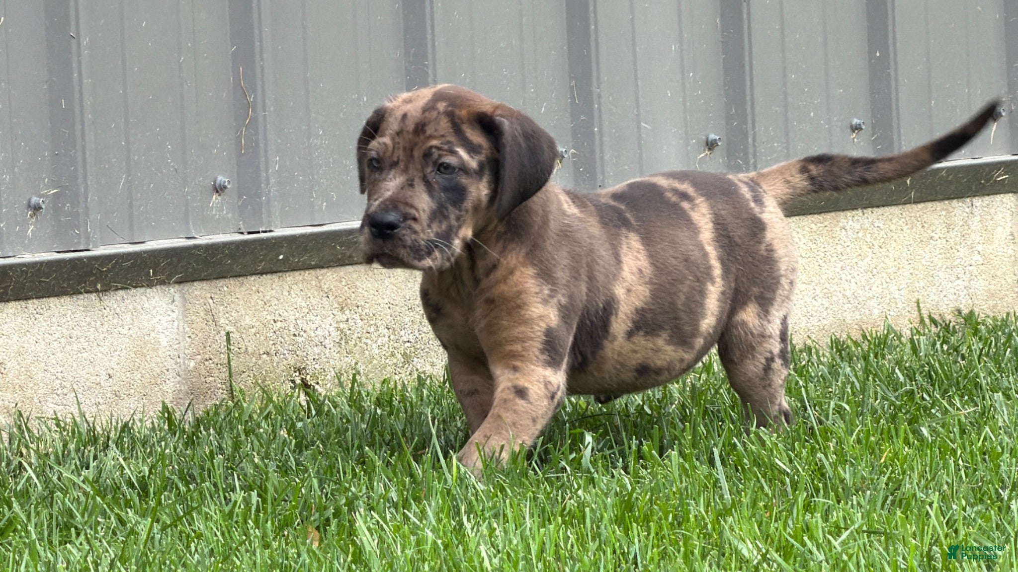 Great Dane dogs Melinda  - Ad 2