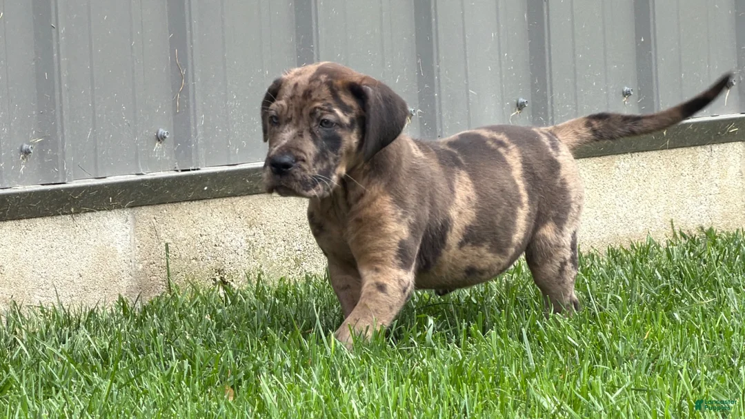 Great Dane dogs for sale: Melinda  - Ad 2