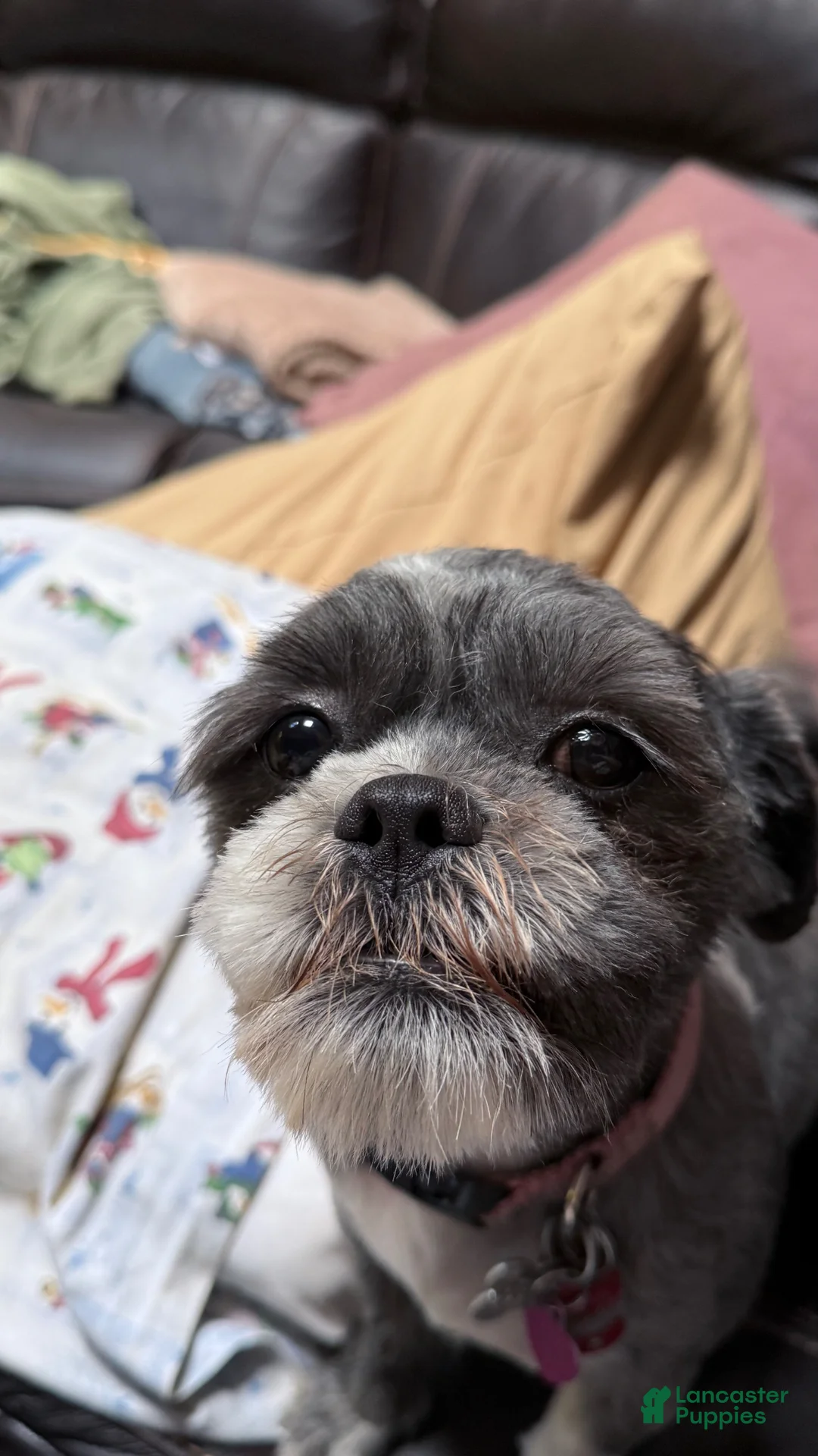 Mixed Breed dogs for sale: Mixed Breed Puppy 2 - Ad 2