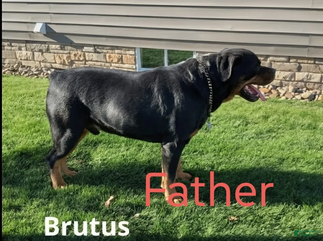 Mixed Breed dogs for sale: Rusty - Ad 13