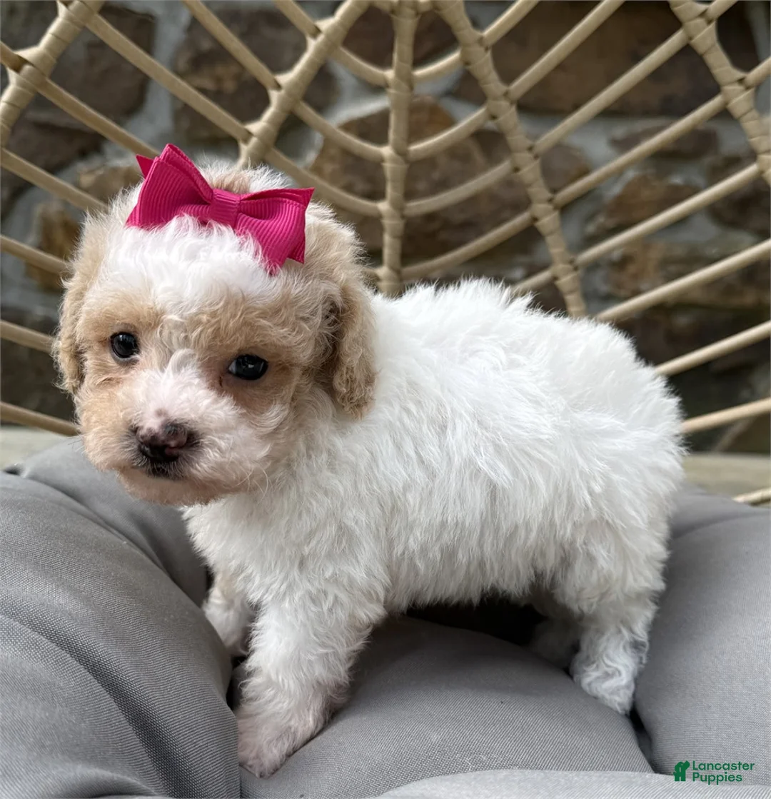 Toy Poodle dogs for sale: Toy Poodle Puppy 1 - Ad 2