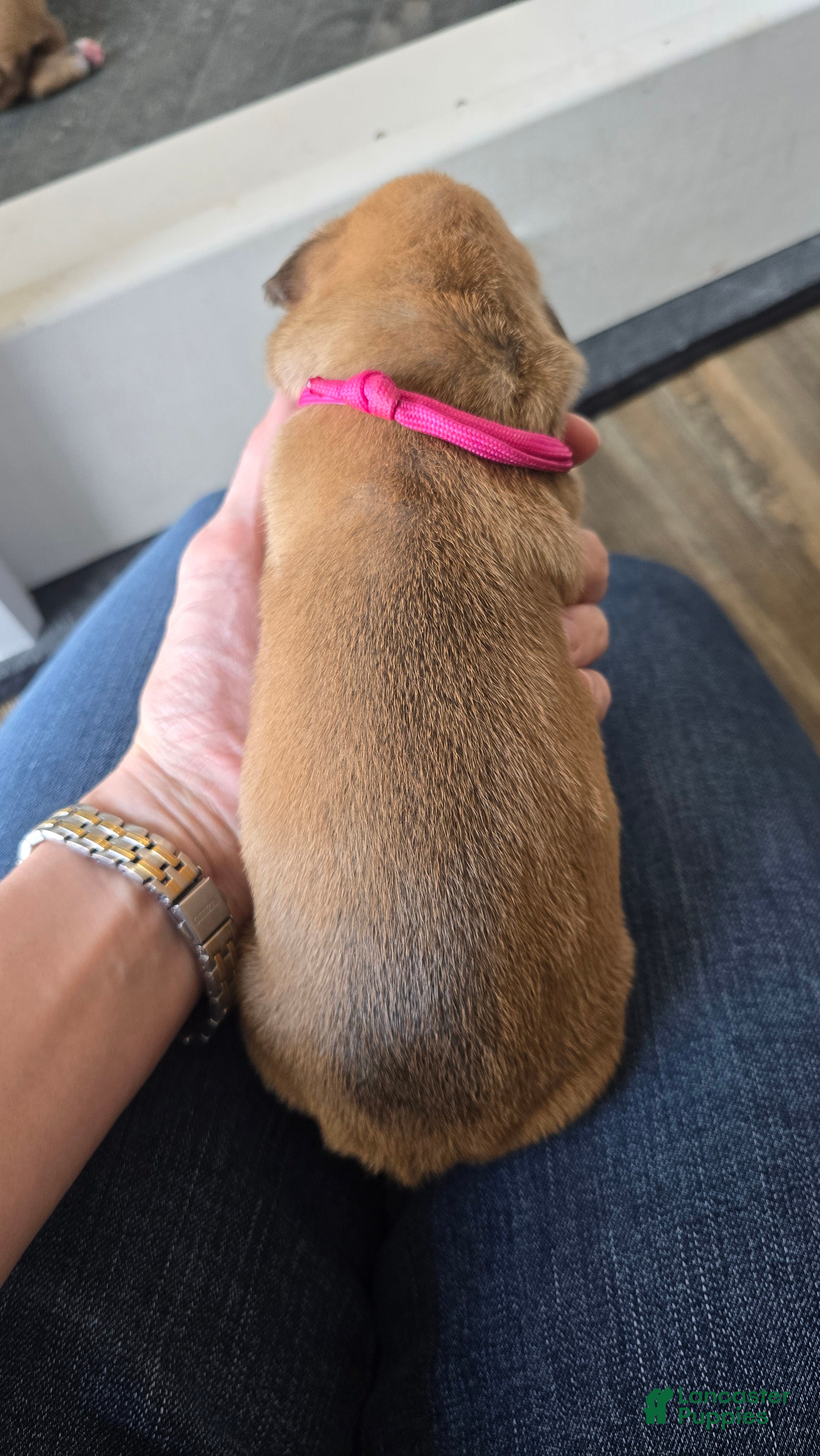 Boxer dogs Pink Collar - Ad 1
