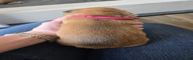 Pink Collar