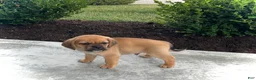 Puggle dogs for sale: Henry - Ad 5