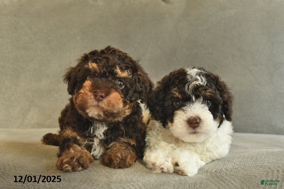 Miniature Poodle dogs for sale: Wonka  - Ad 5