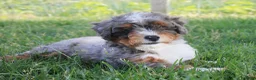 Mixed Breed dogs for sale: 🧬 STUD PROSPECT! EE ky/ky at/at DD FF 🧪 100% Embark Tested - Ad 5