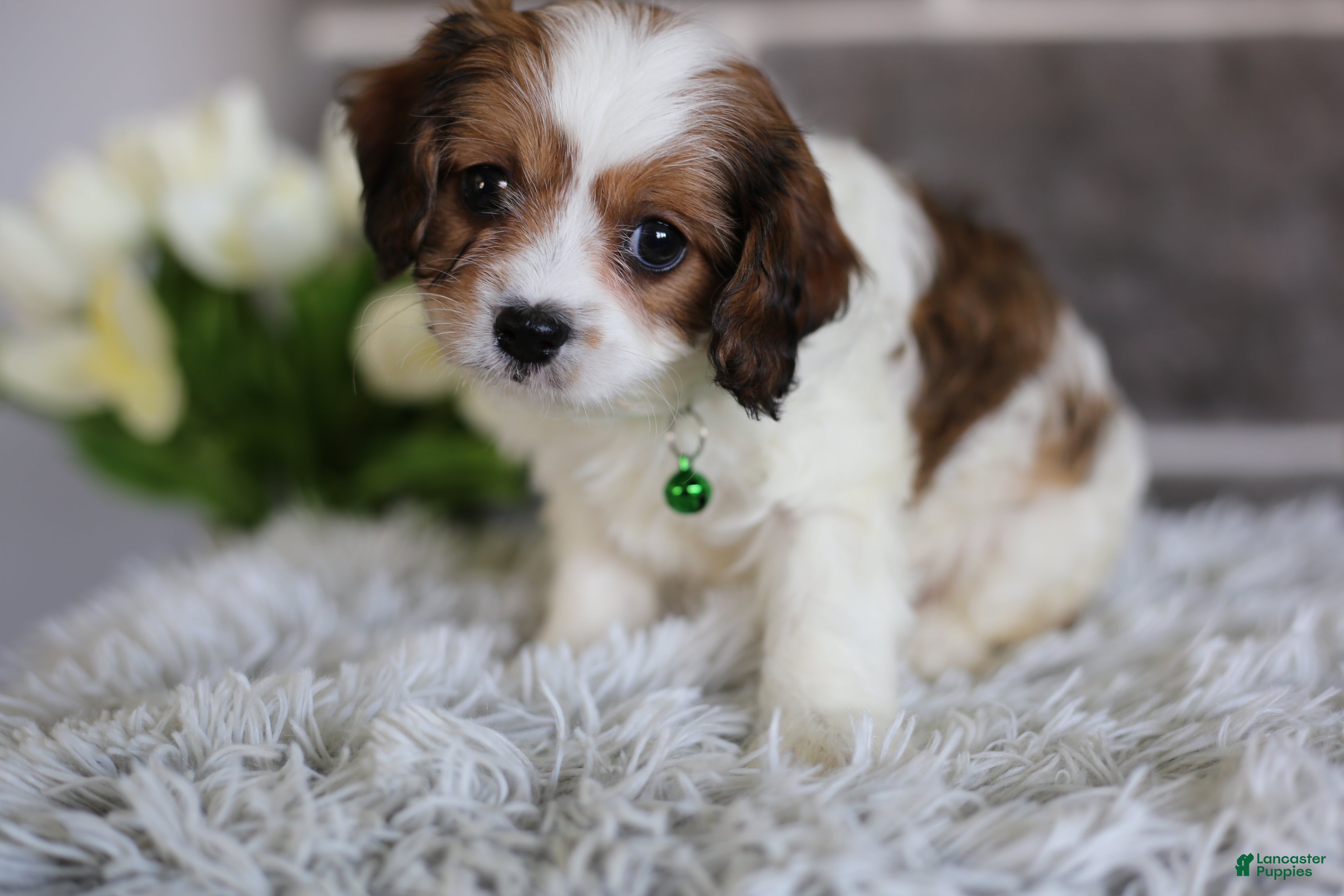 Cavapoo dogs Ollie - Ad 2